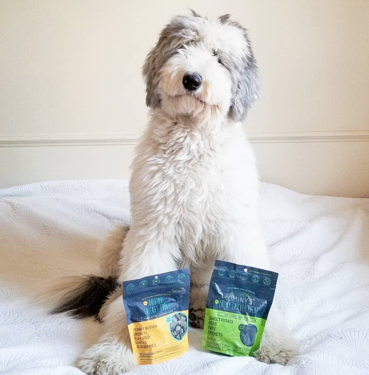 jiminysforpets's tweet photo. It's time to get this yummy treat pawty started. 😋
•
•
•
•
#jiminys #jiminysforpets #healthydogtreats #cricketdogtreats #dogtreats #sustainable #doginstagram #likeforlike #dogig #instadog #dogphotographer #dogadventures #puppy #dog #dogparty #dogpawty https://t.co/EovaJuS1c0