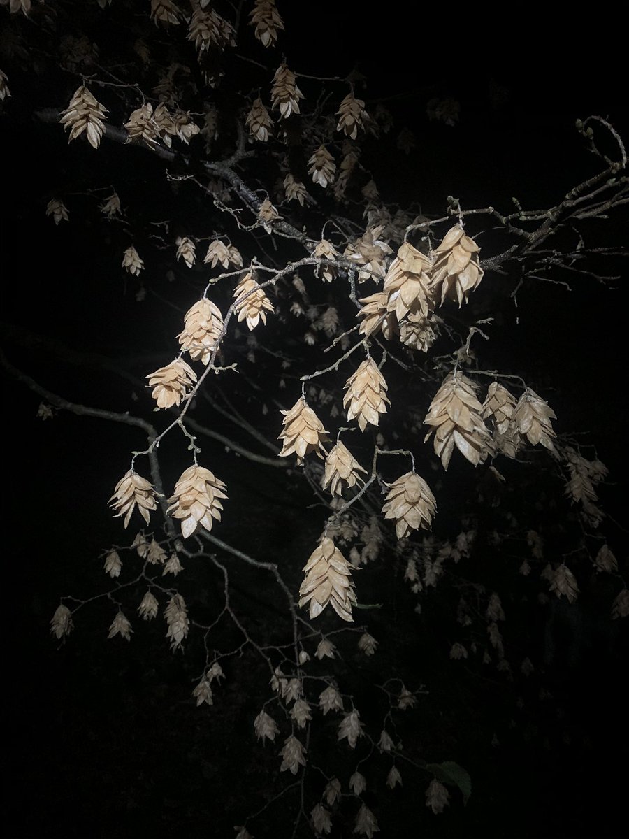 Hop Hornbeam, Ostrya carpinifolia, seed pods, lit by head-torch. 
#holkerhall #lakedistrict #cumbria