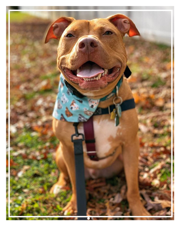 2 Hounds Design tweet media