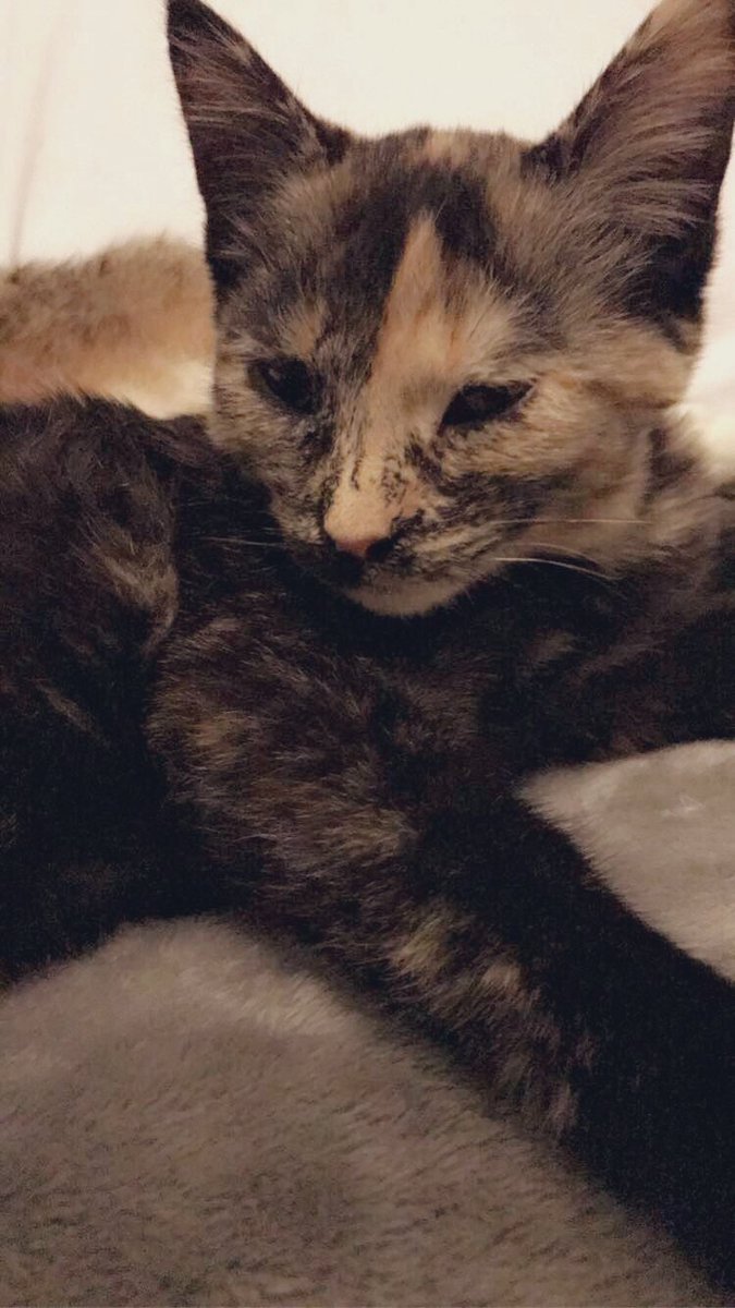 where_da_catnip's tweet image. Me and my sister love to cuddle 🥰