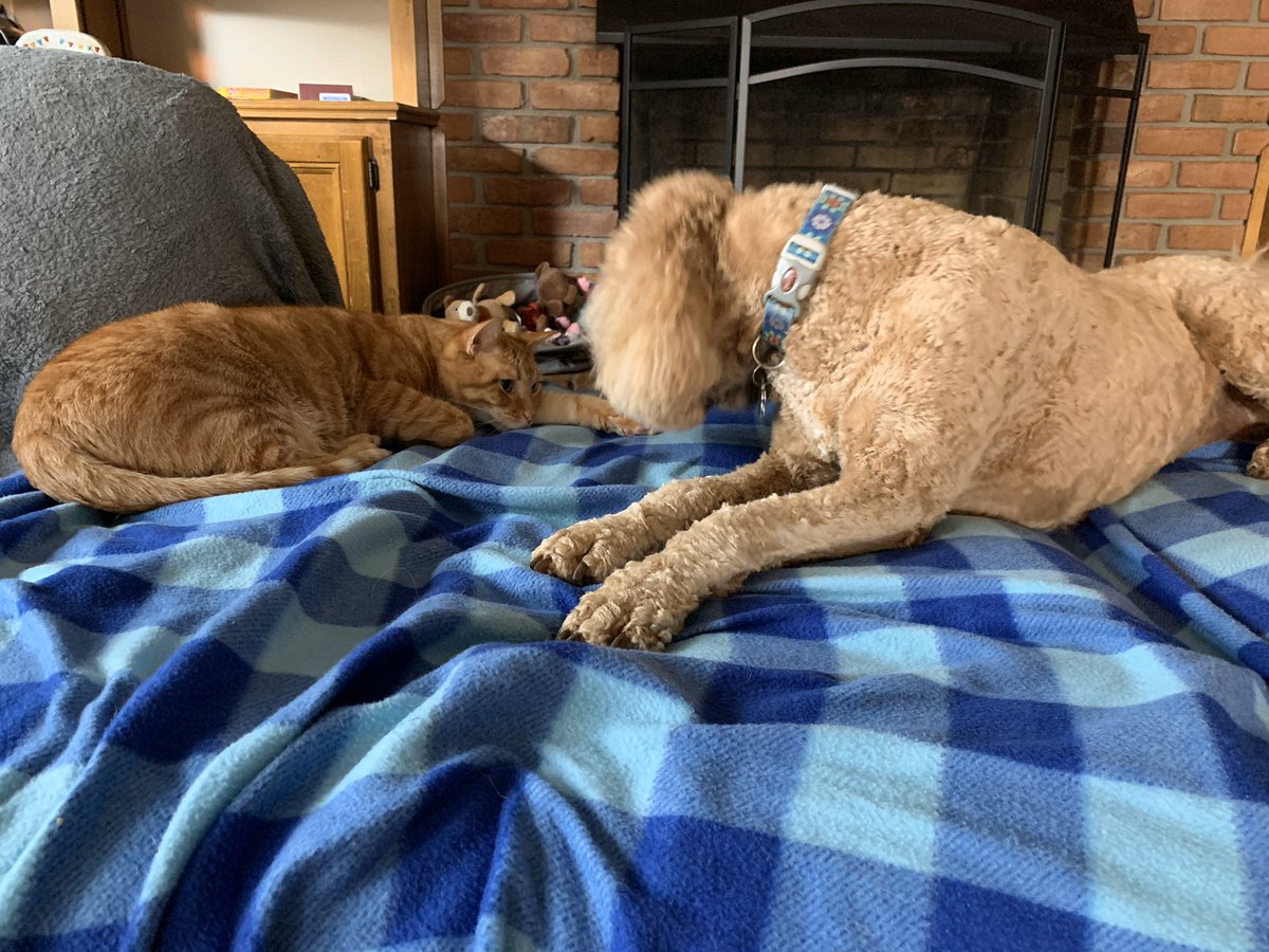 CheeseTheGinger's tweet photo. Just trying to cat nap and this goofy poodle is licking my foot. She’s so weird. #BestFrienemies #DumbDog #Gingers #CatsOfTwitter https://t.co/hmIbtX78iA