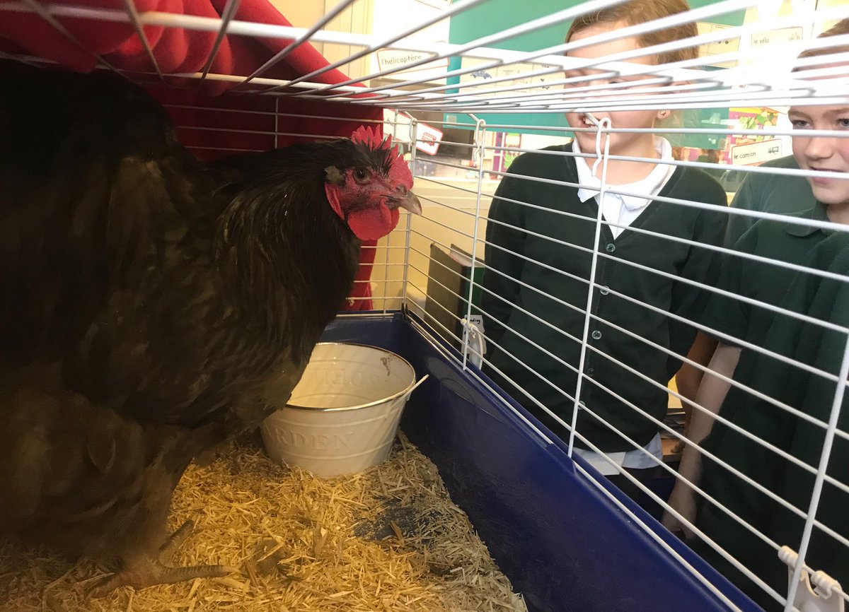 TickfordPark's tweet photo. Today we had a special visitor from Billy the Rooster! The children found him fascinating and learnt all about him! We all enjoyed having him as part of Year 4 for the dayππ₯ #tpperidot #tpturquiose #tp4science #chicken https://t.co/vgrHwHDj2r