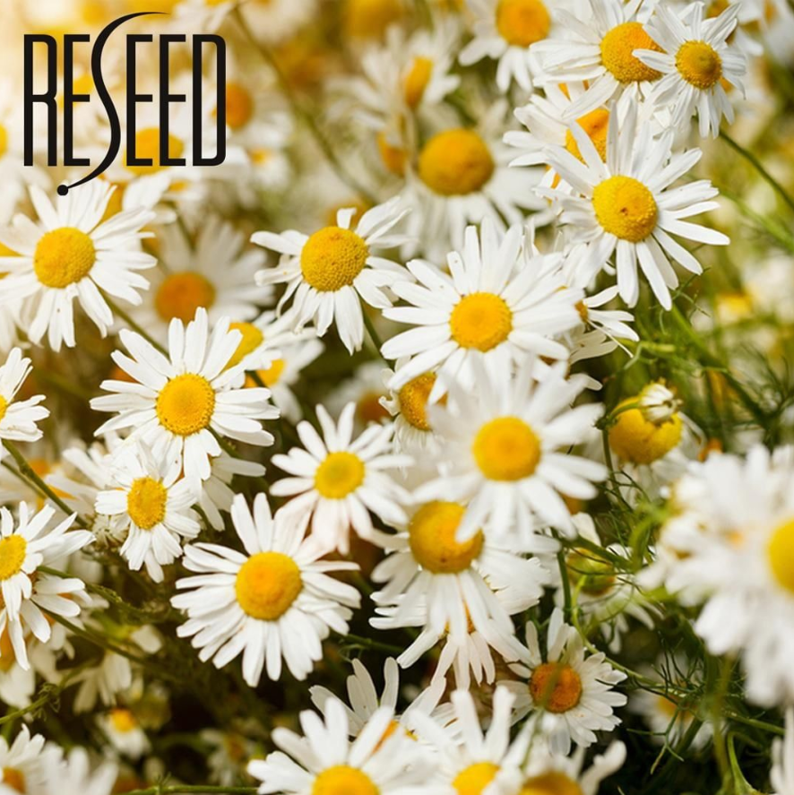 Chamomile naturally soothes, purifies and protects the scalp. It is especially effective on sensitive scalps. 
You can find this natural ingredient in our R8 Botanical Solution for Men and Women

#hairloss #botanical #hairlosssolution #chamomile #scalpcare #sensitiveskin