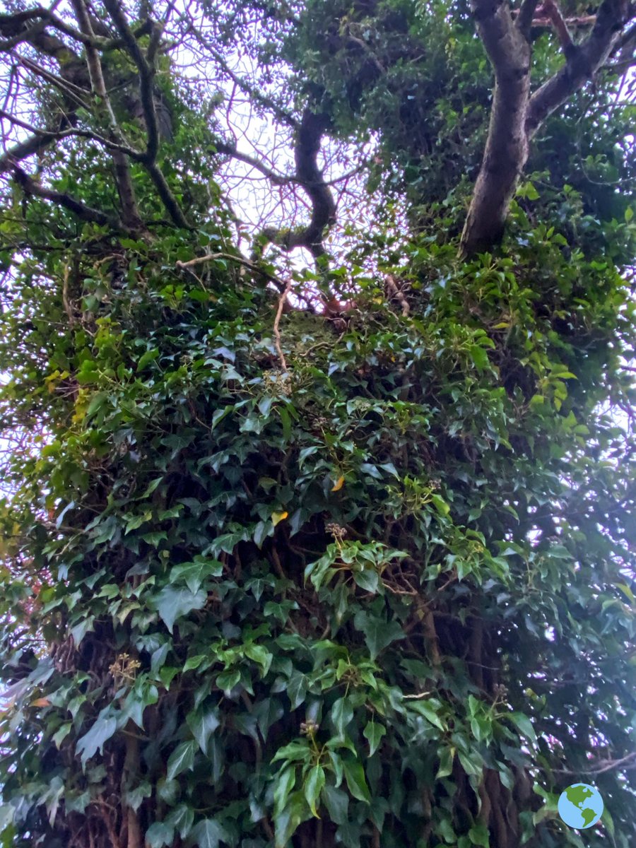 SaveOurSparrows's tweet photo. In #NationalTreeWeek
Every #TreeMatters
#TreesBreathe
#EarthsLungs
#AncientTrees Breathe for us in the NOW 🌎🌳🌎
#Saplings may not survive down to #ClimateChange ? #ClimateCrisis NOW. https://t.co/J8w5gxXUSh