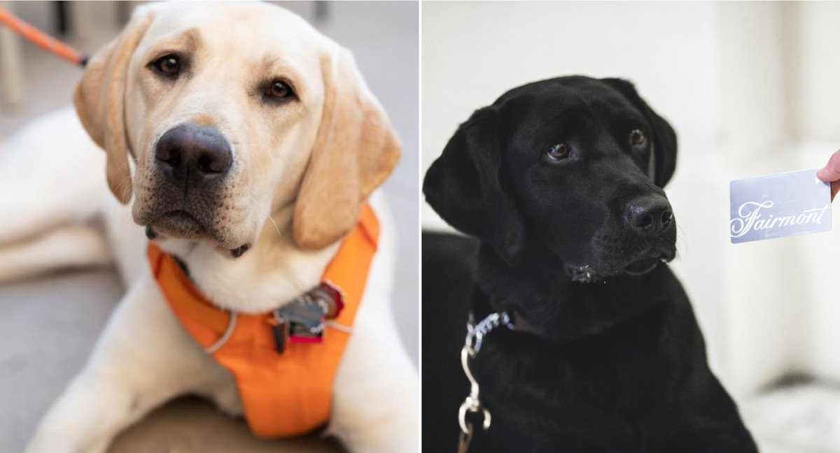FairmontCopley's tweet image. This Thanksgiving, we're thankful for many things, including all the smiles our @FairmontHotels Canine Ambassadors bring to guests around the world. Click to meet a couple of them: jetiquette.org/blog/2019/10/2… via @gailendavid CC: @FairmontDC