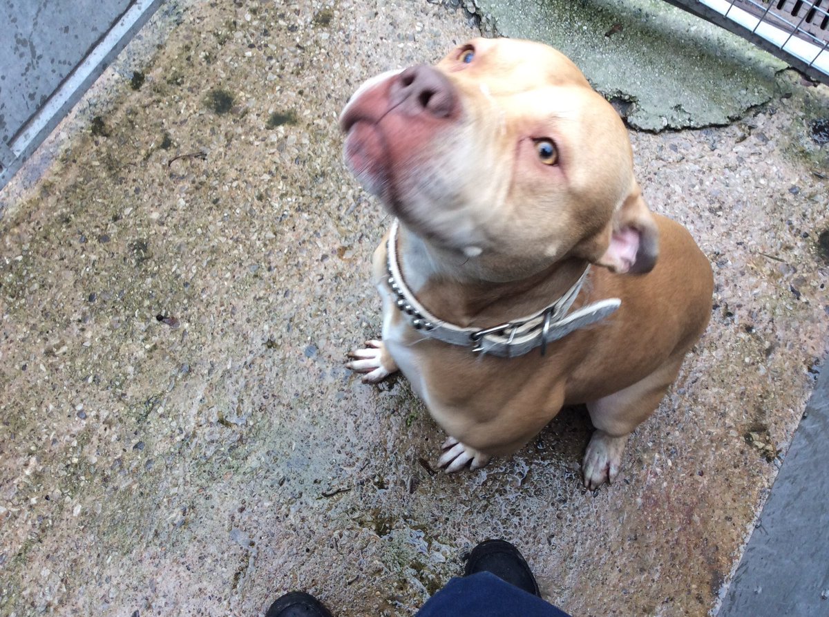 DogsinSalford's tweet photo. #lostdog #foundinsalford all lost this week &amp; looking for their owners 😢 https://t.co/mN8KlC9qIZ