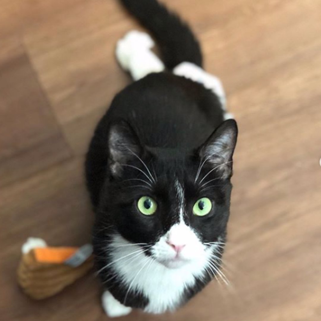 Austin Pet Friendly tweet media