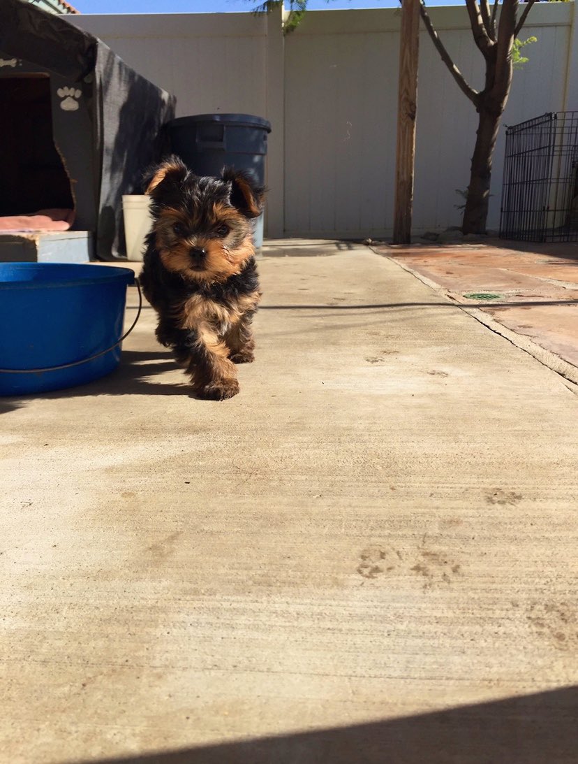 CAAARLO_18's tweet photo. ‼️Yorkie Puppies‼️
These pictures speak for themselves! 
Born Oct. 18, 2019 
I would highly appreciate some RETWEETS! These puppies need a nice and LOVING home! 
DM for prices! https://t.co/KyZJrPAUtG