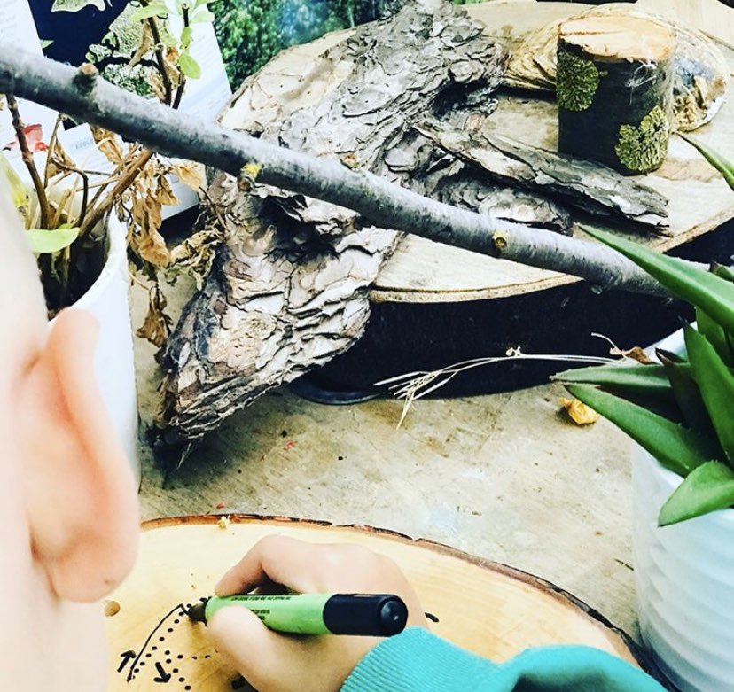 stone_hen's tweet photo. “In all things nature there is something of the marvellous” - Aristotle 🌲🌿 https://t.co/DFIQ1n28ss