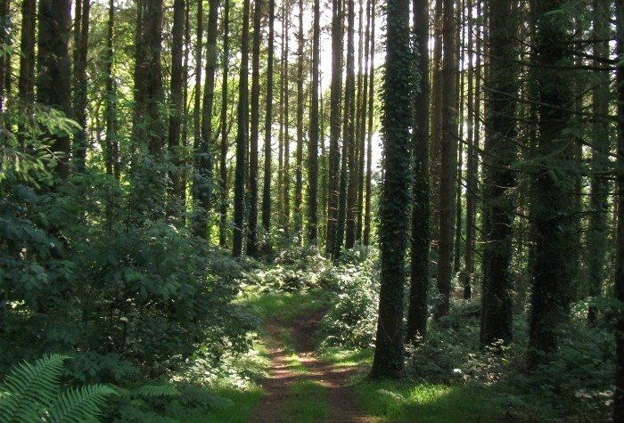 #NationalTreeWeek there is nothing better than a walk in the woods with the sunlight peeking through.