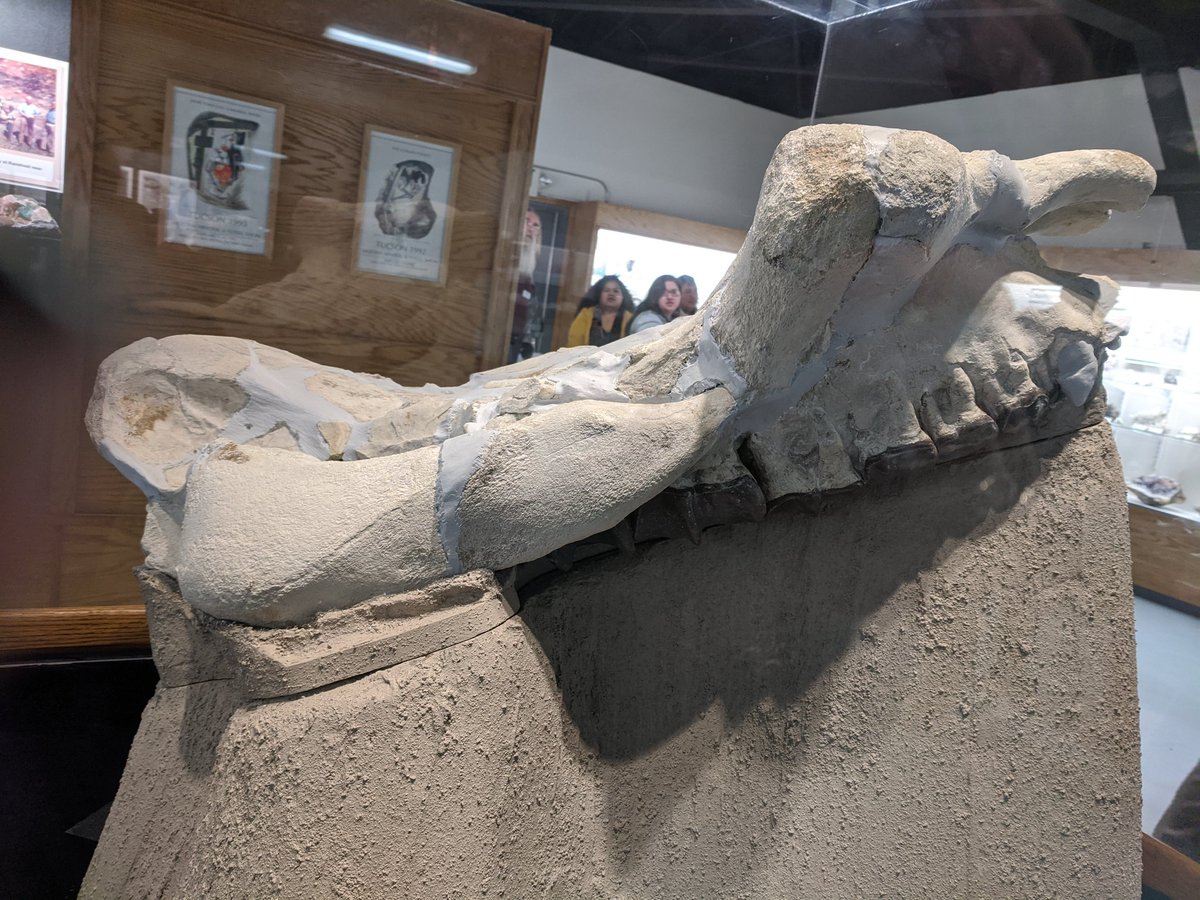 NARGpaleo's tweet photo. Walked across the way to take a look at @RiceNWMuseum "new" Brontothere skull as well! https://t.co/WilJT6odOD