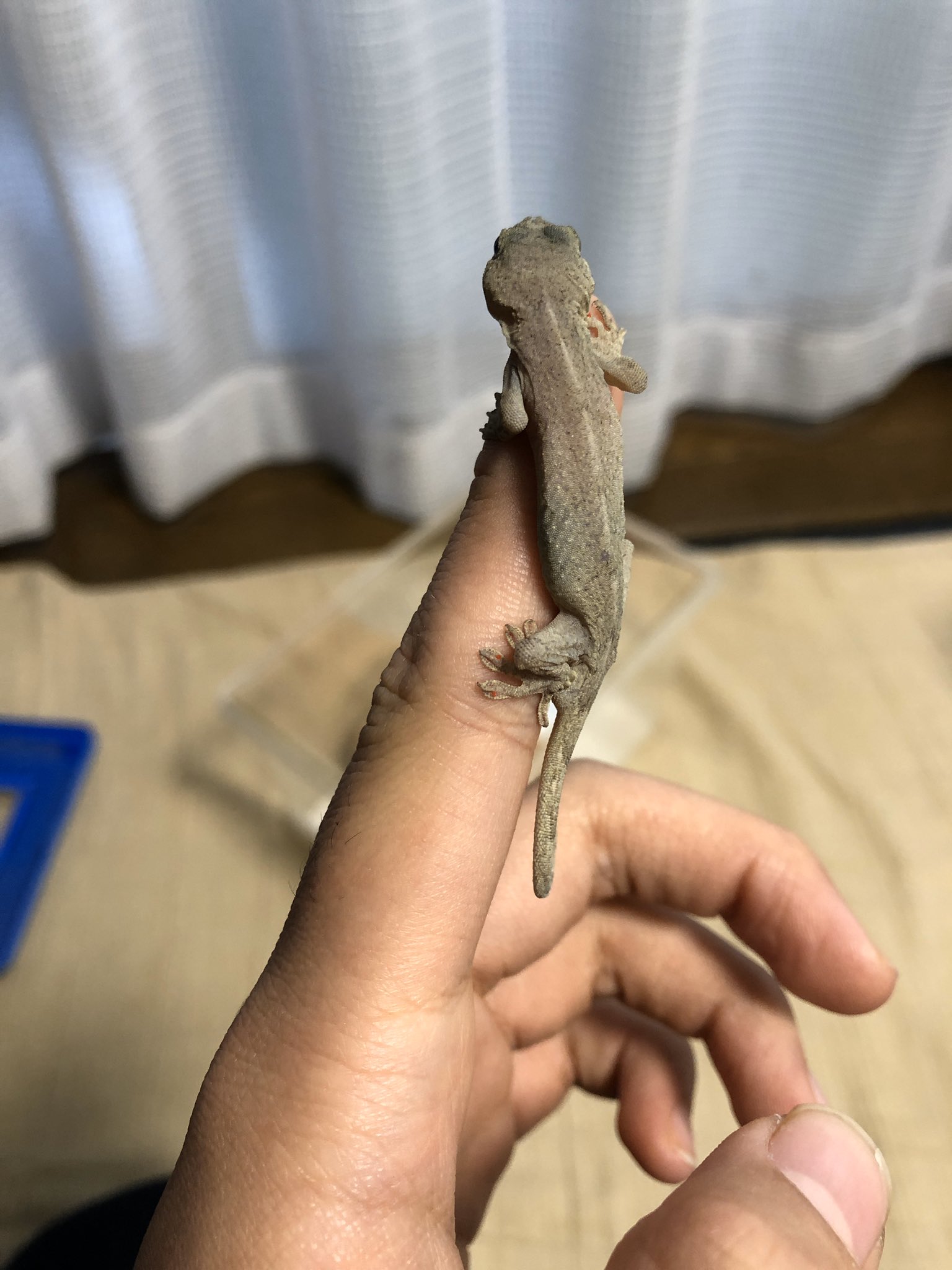 Yoneku ブログ 生物飼育 野生のヤモリを保護しました この子は片目を失明していて 凄く痩せていました 野生で生きていけるか心配だったので 自分が育てる事にしました ヤモリ 保護 動物保護 T Co Zurkpz2tv6 Twitter