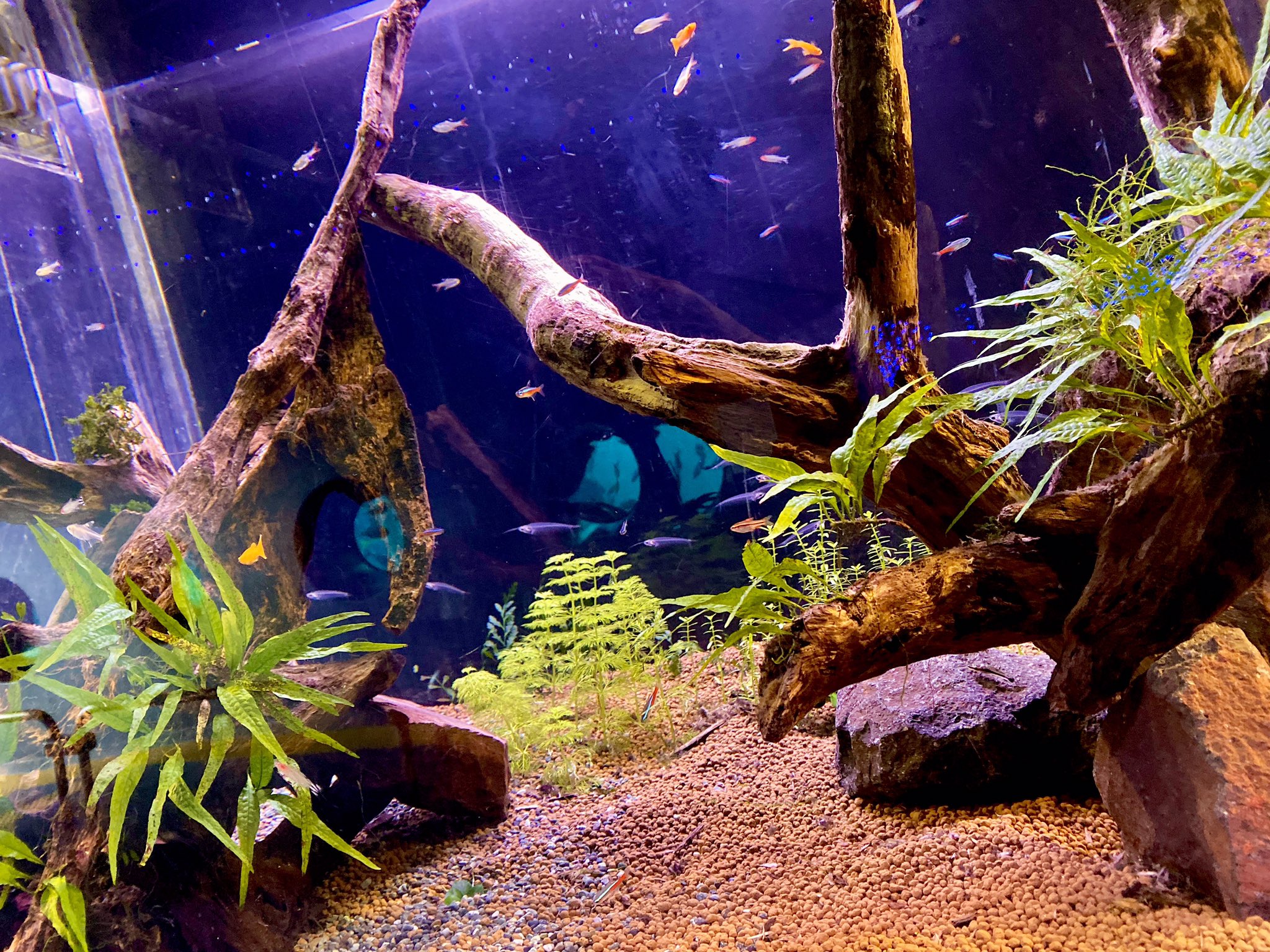 箱根園 公式 新しく展示中の水草水槽 水草はどんどん成長するのでもっと綺麗になっていきます 木の組み方なども見どころです 箱根 箱根園 水族館 箱根園水族館 水草 T Co 1fdusv1nim Twitter 箱根園 公式 新しく展示中の水草水槽 水草はどんどん成長するのでもっと綺麗になっていきます 木の組み方なども見どころです 箱根 箱根園 水族館 箱根園水族館 水草 T Co 1fdusv1nim Twitter