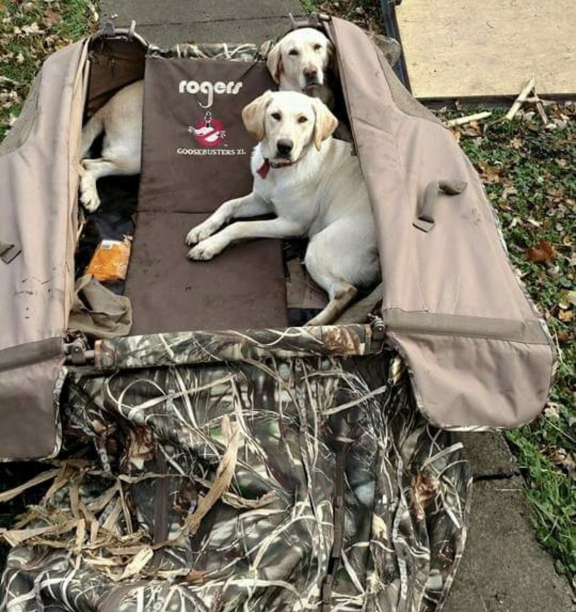 rogerssporting's tweet photo. We aren't the only one's that enjoy some time in the blind. π Who's got a pup that loves the blind too?
.
.
.
#goosehunting #duckszn #waterfowl #duckhunting #honkers #labsofintagram #rogerssportinggoods
π·: Ryan Wendling https://t.co/xUlFiReSFc