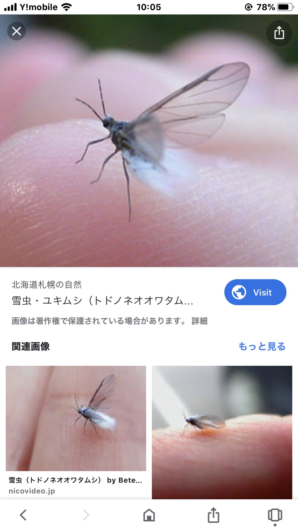 綿虫 Twitter Search Twitter