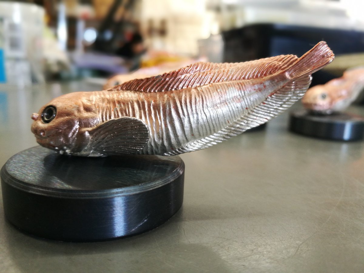 ヒメコンニャクウオ ヒメコンニャクウオ