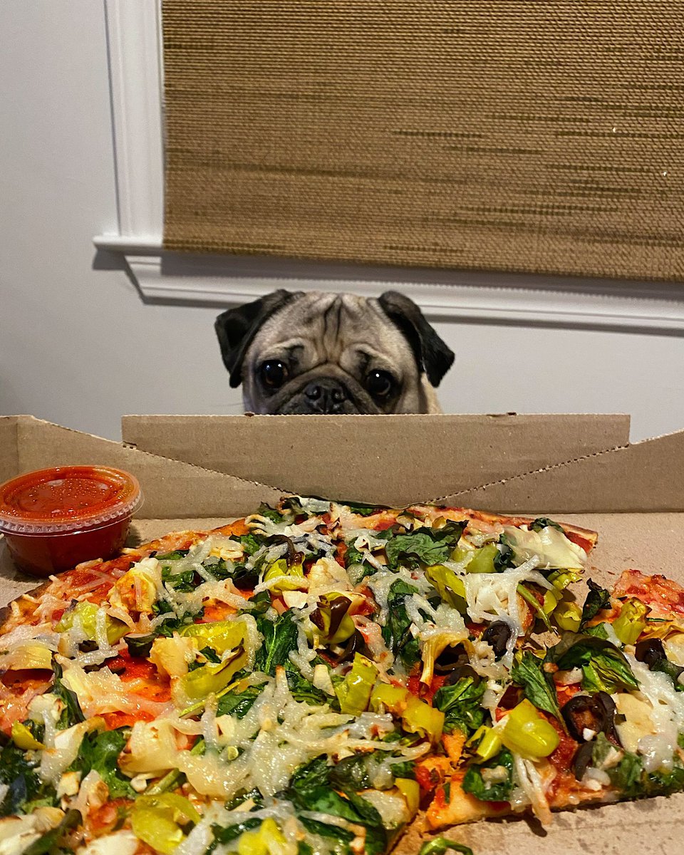 itsdougthepug's tweet photo. Every time u open a pizza box a pug will appear https://t.co/KwLCy0zYwB