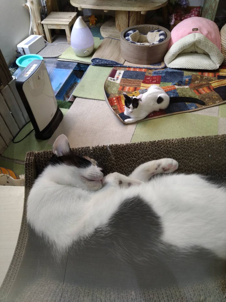 保護猫カフェととの森 おはようニャン ととの森 オープン中 ボク達あたし達に会いに来て いっぱい遊んで欲しいニャン 保護猫カフェ 保護猫 猫カフェ 船橋市 八千代市 習志野市 ゆめまちモール ねこ ネコ Cat 癒し カフェ