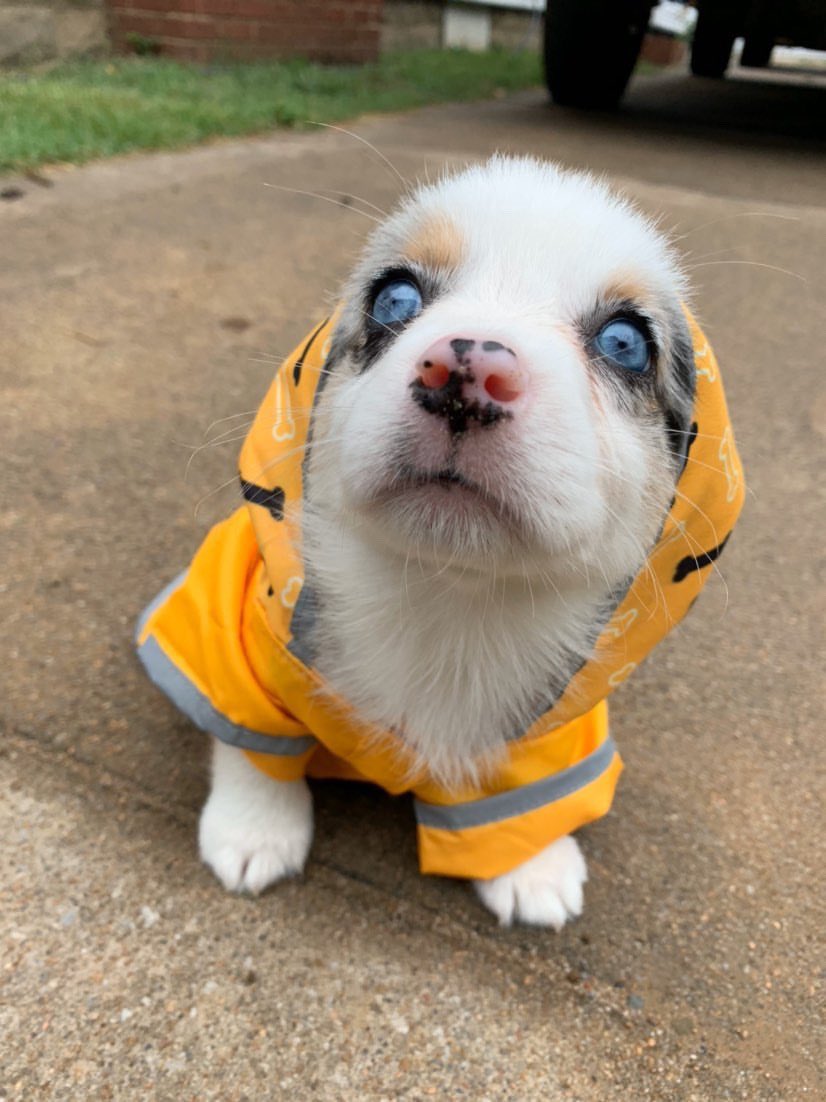 This is Silas. He wanted to show you his new raincoat and announce he’s challenging the next storm he sees. 12/10 would be his backpup