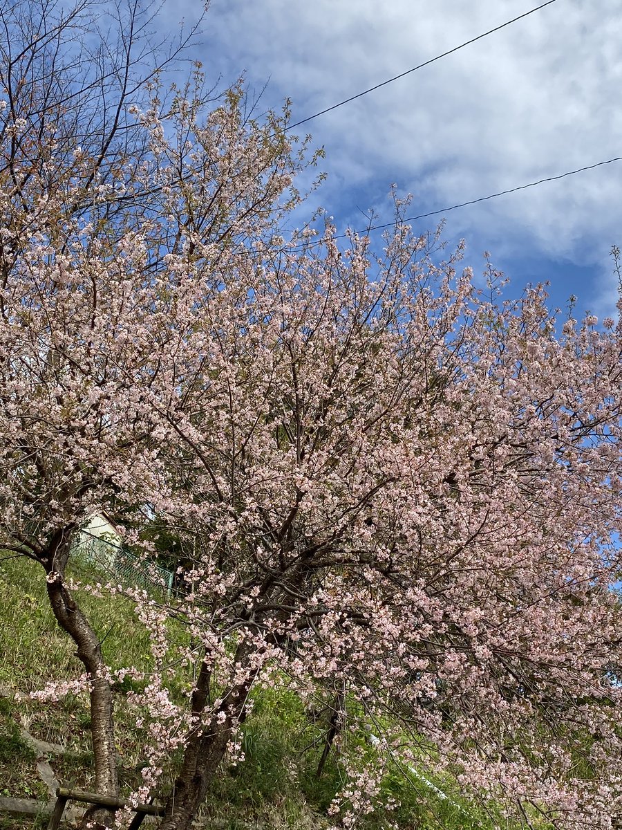 B114_T727's tweet photo. 散歩してたら、桜が咲いてました🌸 https://t.co/kcB5hU6IQM