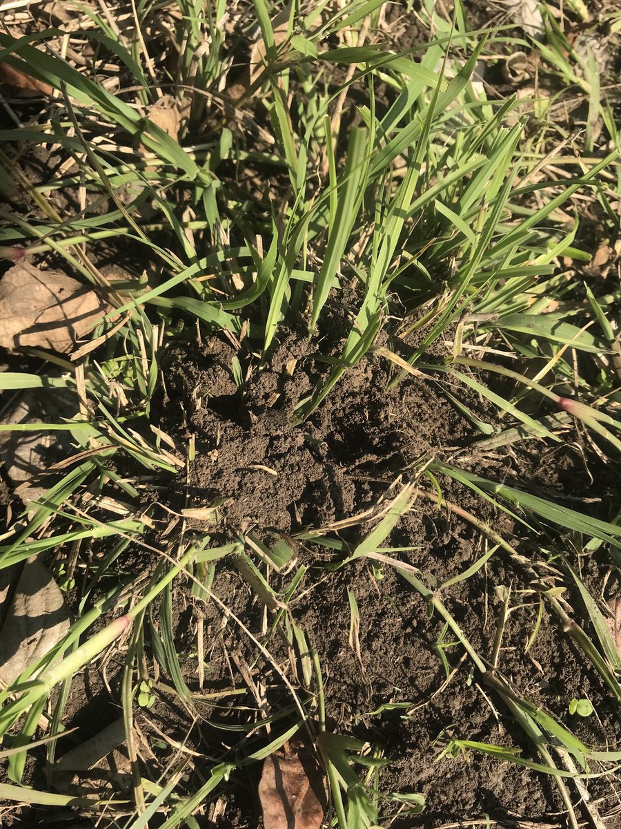 techeweup's tweet image. Fire ant nests come in a variety of forms and apparently they make a noise unlike our regular ants. So if your in the Fremantle area and you see an unusual ant nest please report it to DPIRD #biosecuritymatters #onechance