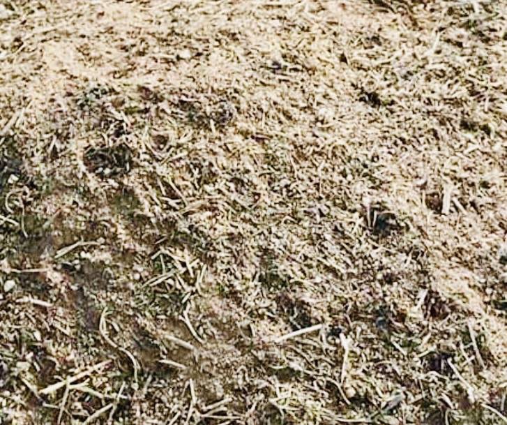 techeweup's tweet image. Fire ant nests come in a variety of forms and apparently they make a noise unlike our regular ants. So if your in the Fremantle area and you see an unusual ant nest please report it to DPIRD #biosecuritymatters #onechance