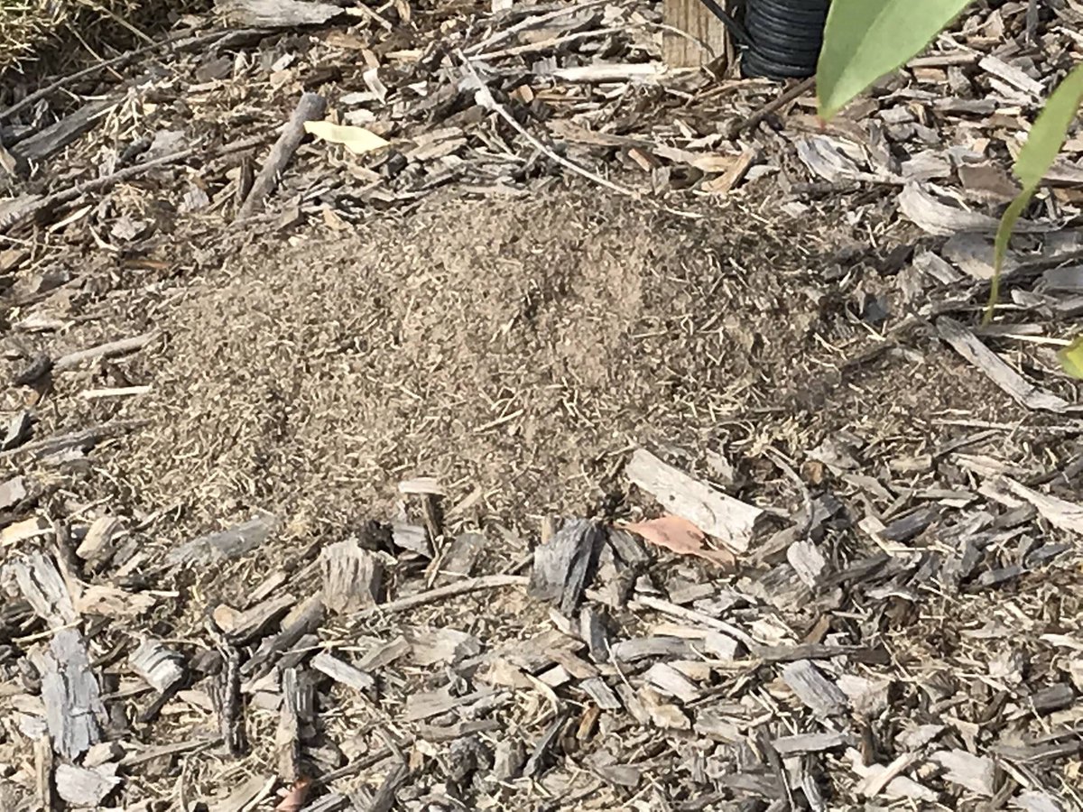 techeweup's tweet image. Fire ant nests come in a variety of forms and apparently they make a noise unlike our regular ants. So if your in the Fremantle area and you see an unusual ant nest please report it to DPIRD #biosecuritymatters #onechance