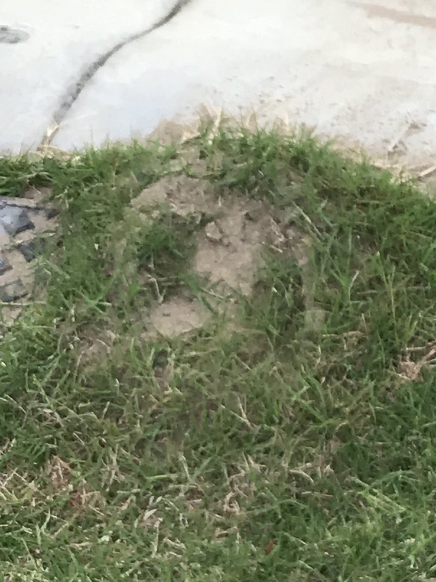 techeweup's tweet image. Fire ant nests come in a variety of forms and apparently they make a noise unlike our regular ants. So if your in the Fremantle area and you see an unusual ant nest please report it to DPIRD #biosecuritymatters #onechance