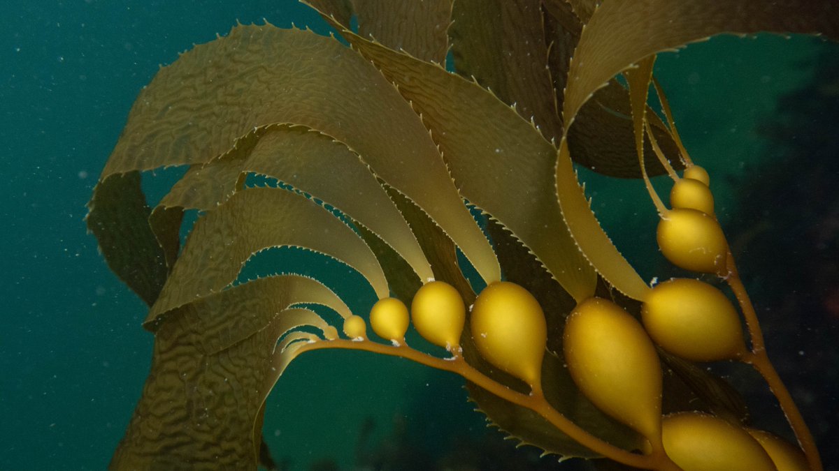 It is a privilege to share <a href="/MissionBlue/">Mission Blue</a>'s newest Hope Spot, the Great Southern Reef of Australia! 

mission-blue.org/2019/12/the-gr…