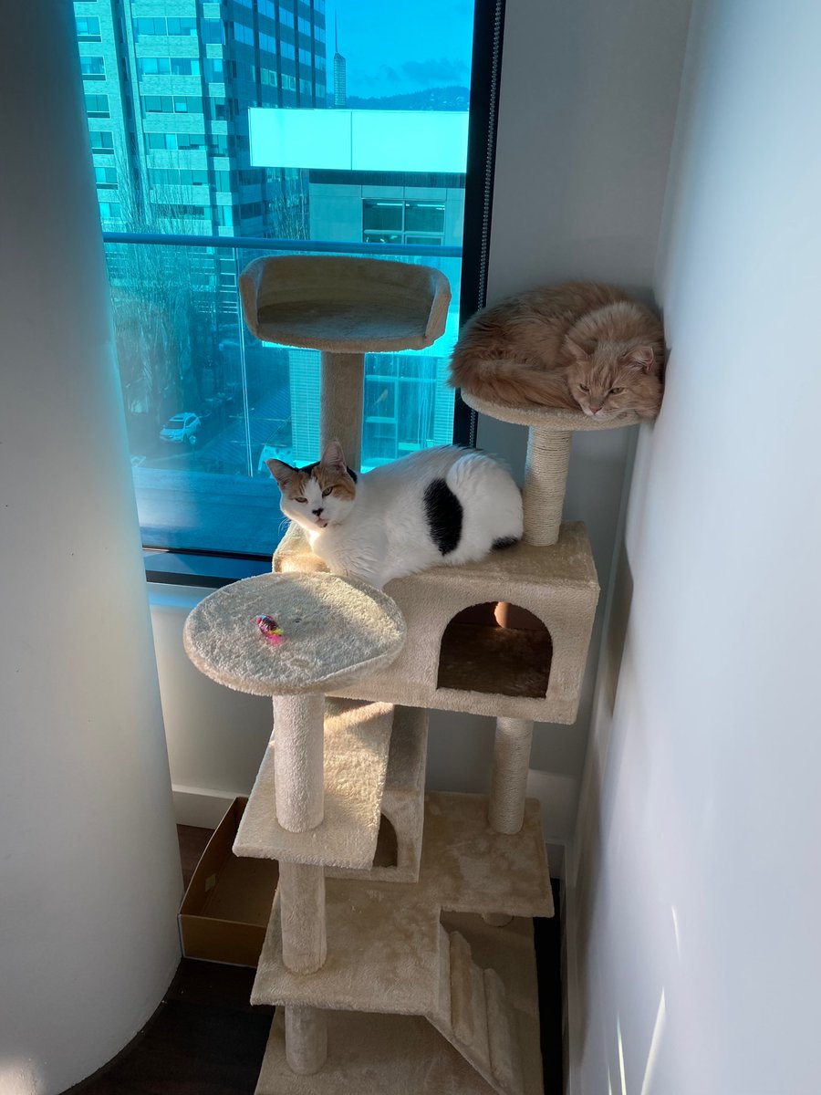 TempResidents's tweet image. We’ve moved into an apartment &amp;amp; made decorating our top priority. 

We’ll miss the Winter Markets of Europe, but we love having a tree again. Portland is cool, kind of funky with the town motto of “Keep Portland Weird.” We can get down with that. 🕺👌 #Portland #Oregon