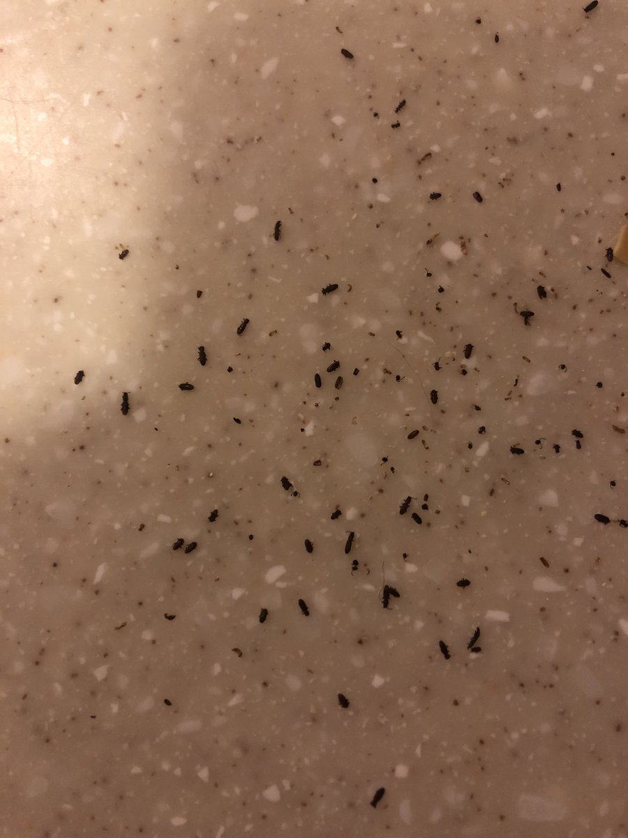 elanasnyder's tweet photo. @DrewBarrymore just ate bugs in noodles by accident - am I going to turn into an undead tomorrow? Not clams but equally as gross. #santaclaritadiet https://t.co/3KXw9qPH66