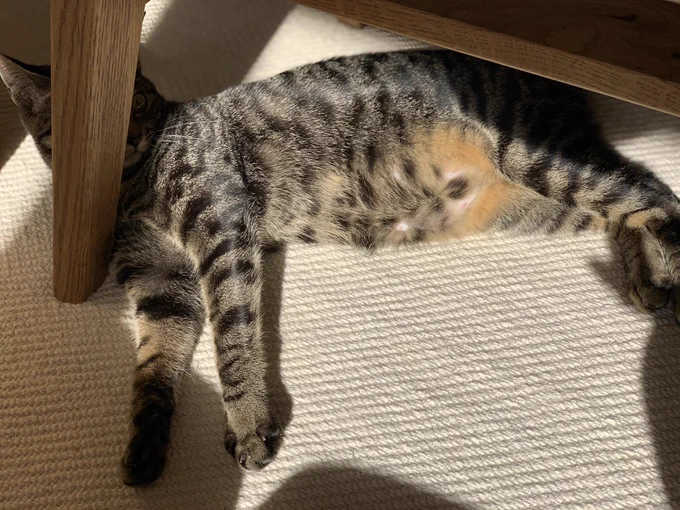 おてぃくびさま。 