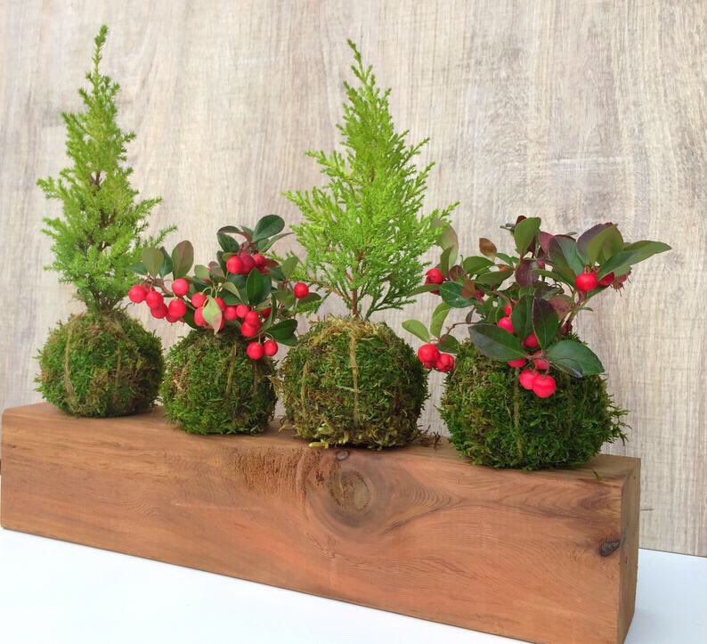 TodayInShame's tweet photo. Taxes are rising because Calgary council is taking from the poor to give to the rich. Save money this Christmas by getting Kokedama gifts online! https://t.co/WwGs3FOuli #yyccc #yyc #buylocalyyc #yyccomeback https://t.co/0O3MPSmYt3