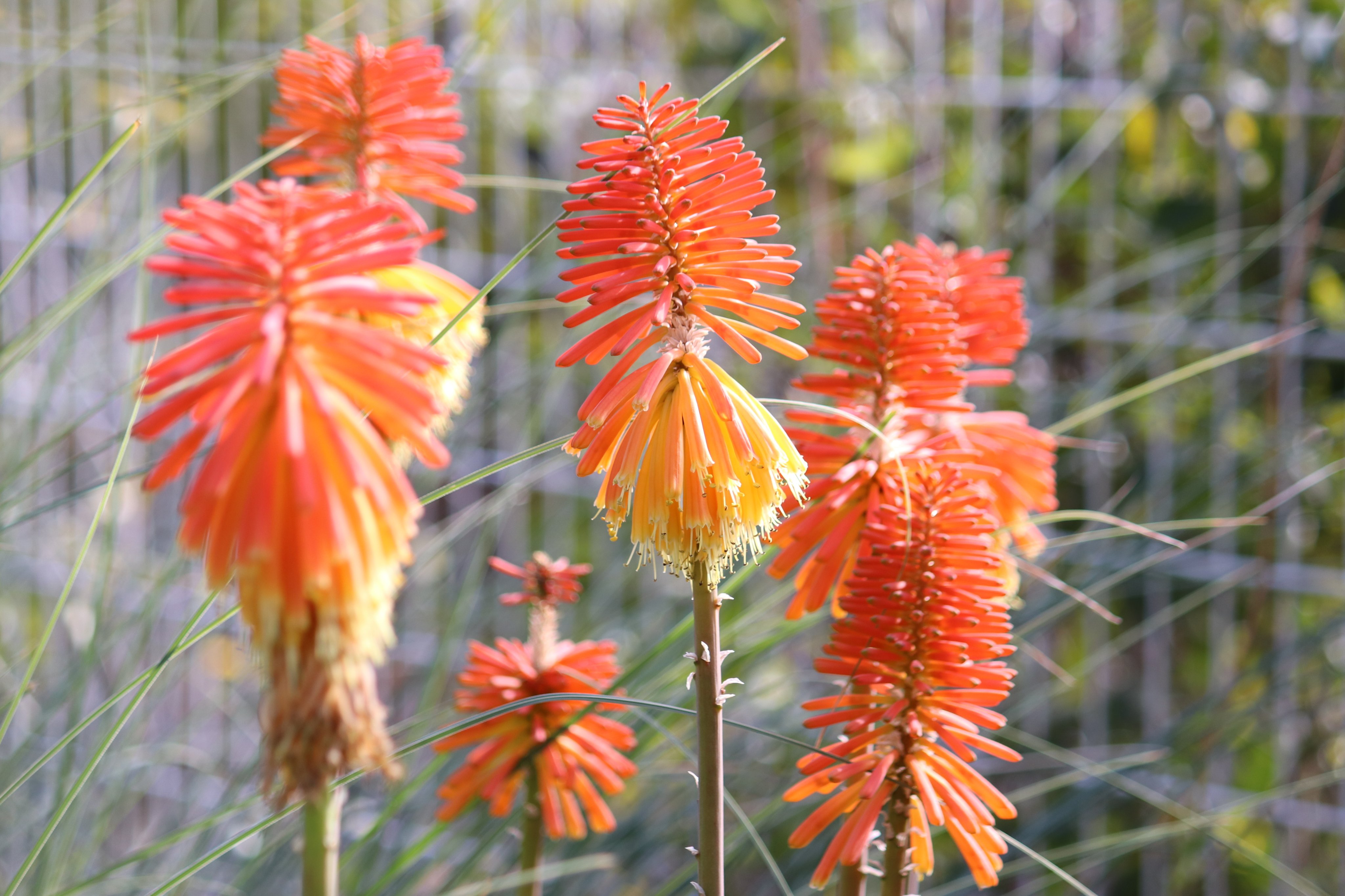 咲くやこの花館 役立つ植物広場 屋外 にて トリトマ が開花しております 筒状の花が下向きに咲き オレンジ色から黄色のグラデーションが燃えるたいまつ トーチ に見えるところから トーチリリー の英名もあります 外は寒くなってきましたが