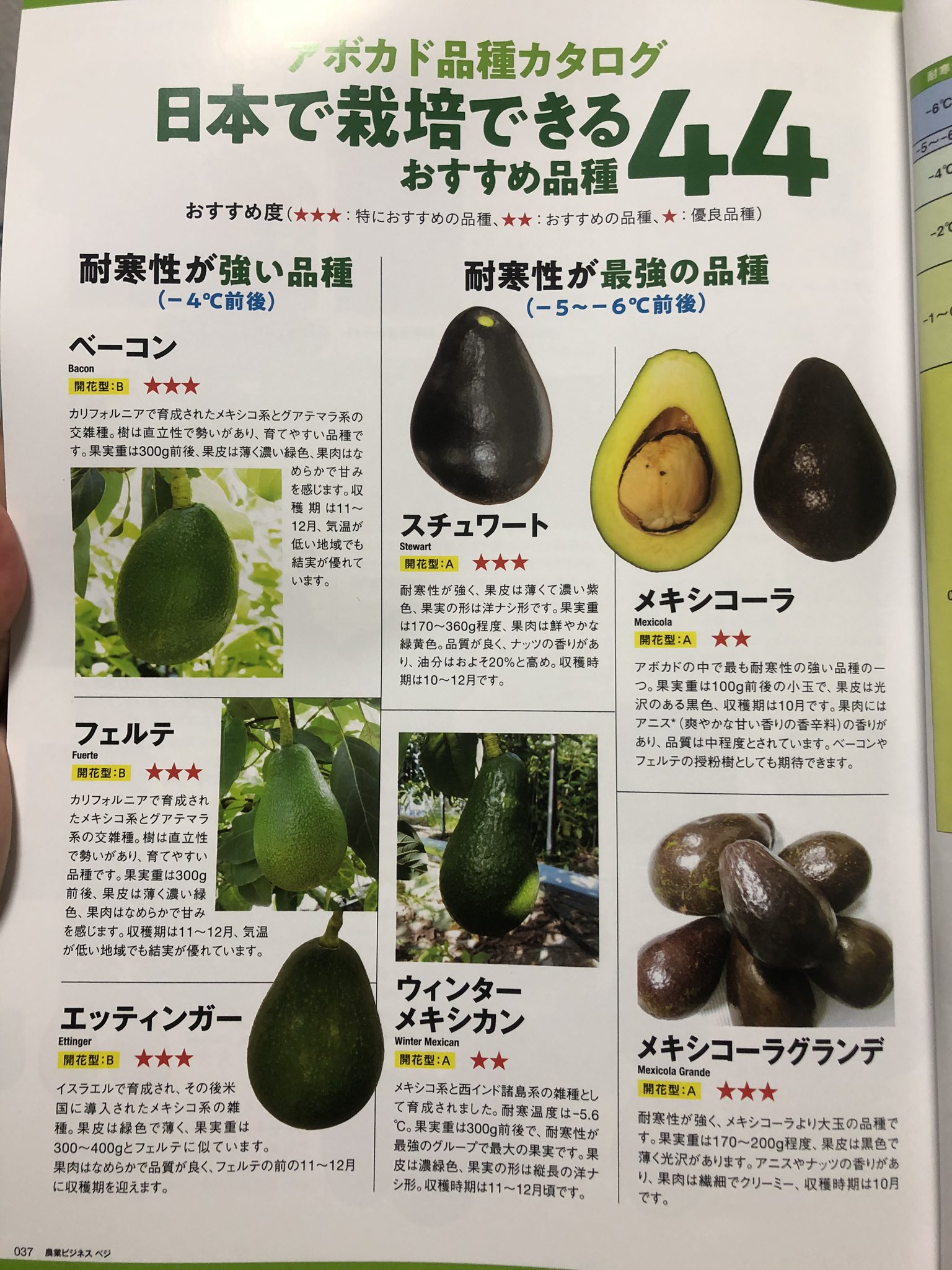 国産アボカド】 アボカド苗 品種 ベーコン 希少 - 植物/観葉植物