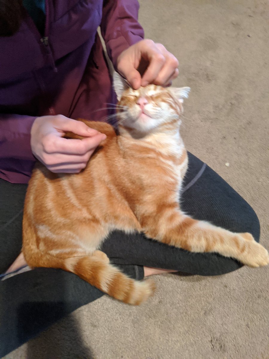 devopsops's tweet image. #cats #CatsOfTwitter #meow