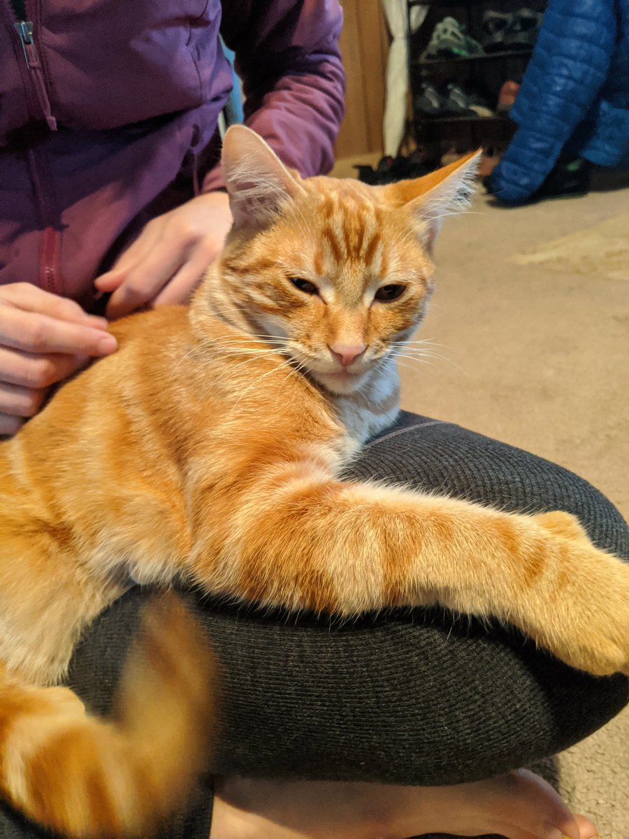 devopsops's tweet image. #meow