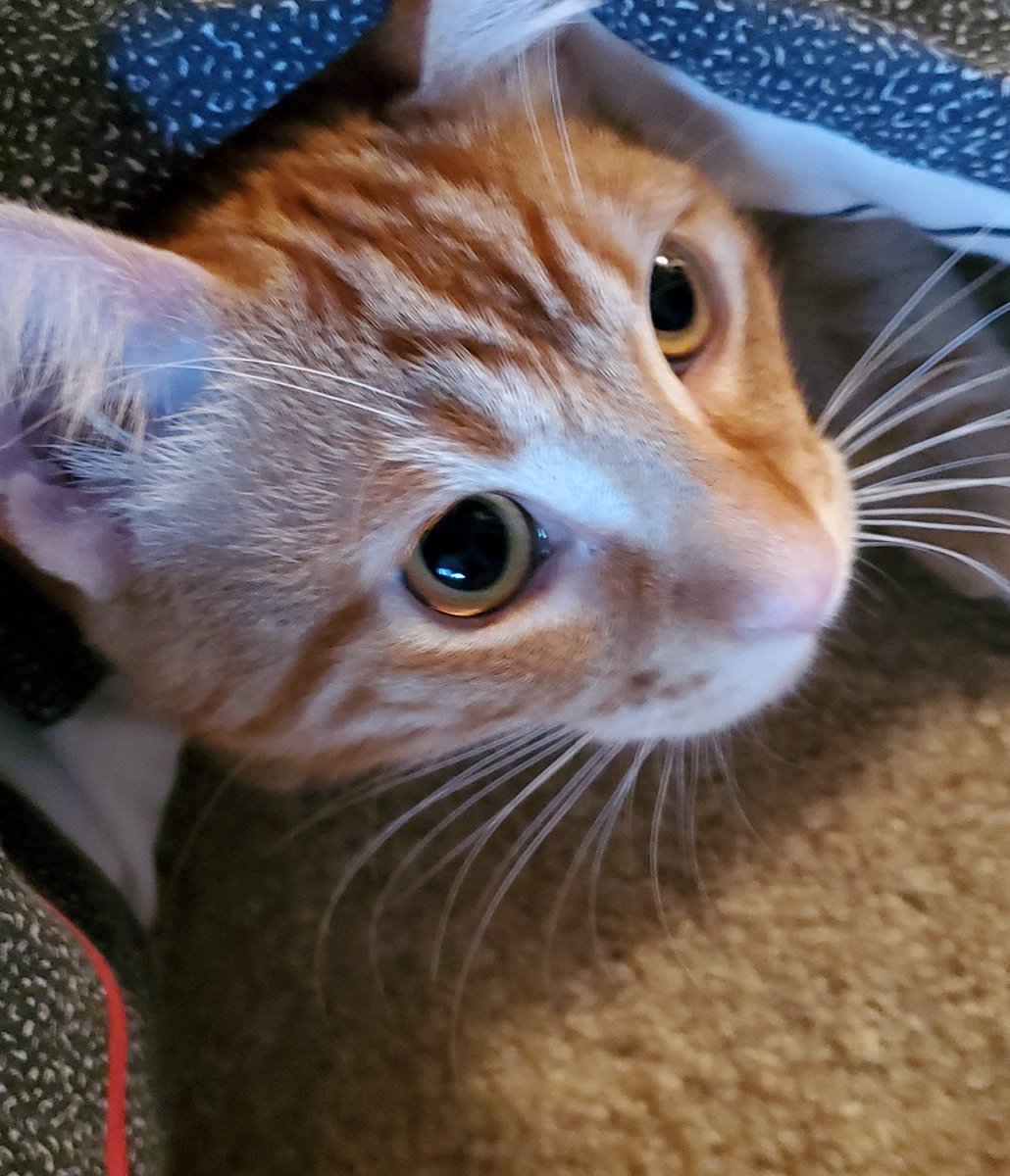 devopsops's tweet image. Meow