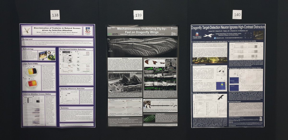 Benjamin Lancer (@benjamin_lancer) on Twitter photo Strong rep for #dragonfly #sensorysystems at #ausneuro2019! Feature detection in natural scenes from Bernard Evans, fly-by-feel mechanosensors from <a href="/Joseph_M_Fabian/">Joseph Fabian</a> and distraction avoidance from me! Thanks to everyone to spoke to one (or all!) Of us during the poster sessions!. Strong rep for #dragonfly #sensorysystems at #ausneuro2019! Feature detection in natural scenes from Bernard Evans, fly-by-feel mechanosensors from <a href="/Joseph_M_Fabian/">Joseph Fabian</a> and distraction avoidance from me! Thanks to everyone to spoke to one (or all!) Of us during the poster sessions!.