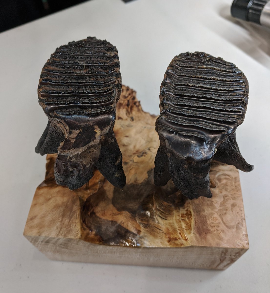 NARGpaleo's tweet photo. A little walk around of those baby mammoth teeth! https://t.co/4YfCMaCSNr