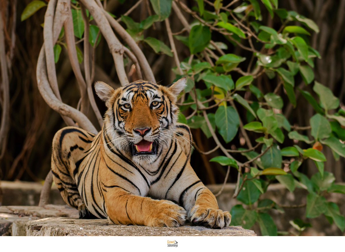 aliceonaroll's tweet photo. Tiger and the Banyan Tree

The national animal of India with the national tree. Two iconic species that hold a deep cultural significance for us. 

#Wildlife #Ranthambhore #ThrowbackThursday #NaturePhotoDaily https://t.co/uPMVkoD5ua
