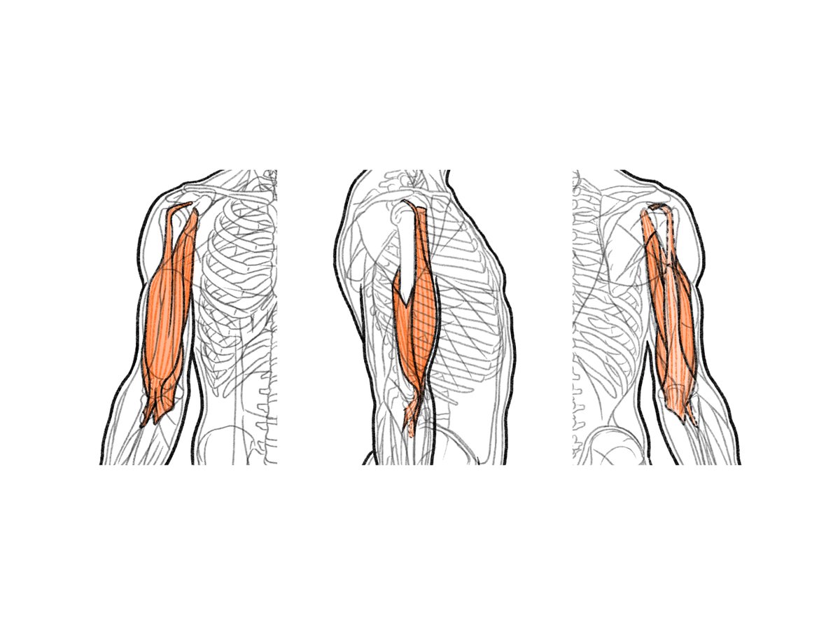 伊豆の美術解剖学者 上腕の屈筋群 上腕の前方に位置する筋群 力こぶを作る上腕 二頭筋 腕を挙上させると腋窩に見える烏口腕筋 三角筋の下方で上腕の外側面を占める上腕筋がある