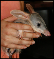 Judy_Dunlop's tweet photo. Join me at 4pm today (if you can make it that far) to hear about Australia's largest fauna translocation effort and how it is going 9 years on! #ESAus19 #wildOz #ScienceOurWA https://t.co/Bu150JG34C