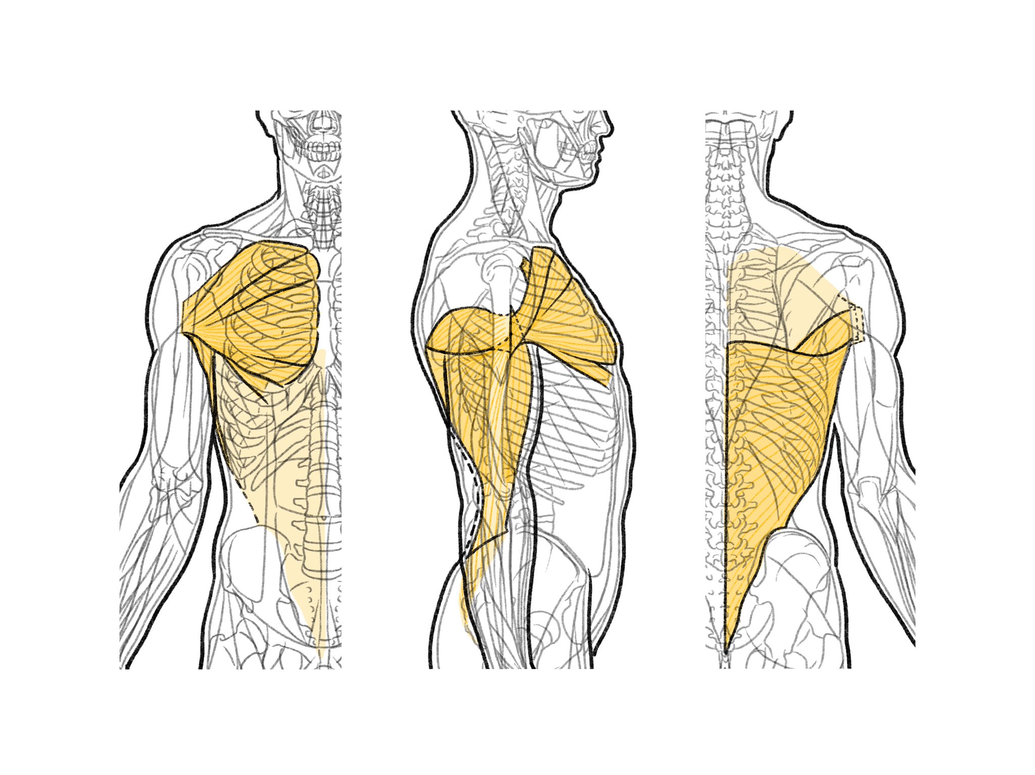 伊豆の美術解剖学者 腋窩の下縁を作る筋群 前方が大胸筋と小胸筋 後方が広背筋と大円筋 これらの筋 の腱は上腕骨の結節間溝の底で近接する 大胸筋と小胸筋は胸板を作り 広背筋と大円筋は腋窩あたりで逆三角形の輪郭を作る