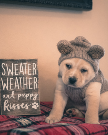 There will be no Puppy Kindergarten today. We hope to see you and your 8-16 week old puppies on Dec. 4th at 6pm!