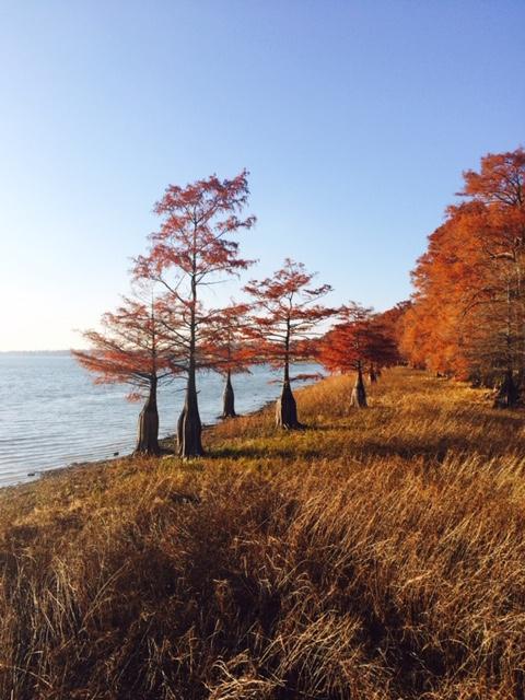 MandyGoHogs's tweet image. HAVING A THANKFUL HEART EVEN WHEN IT IS HARD… mygoodhisglory.com/2019/11/27/hav…