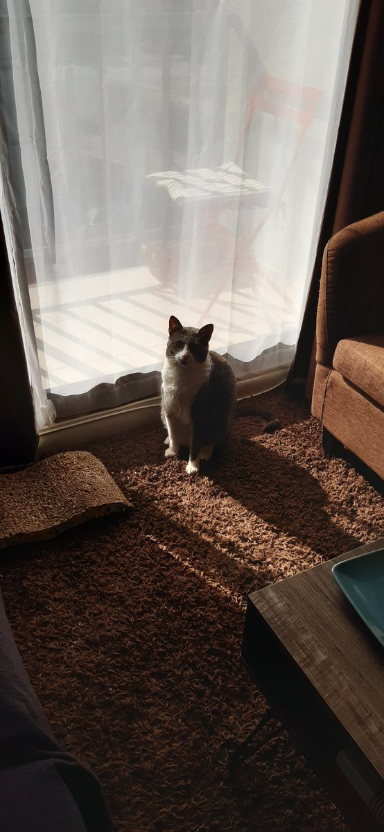 MaribelPatrica's tweet image. Pelotita Junior #Flopy #Kitty #gatos