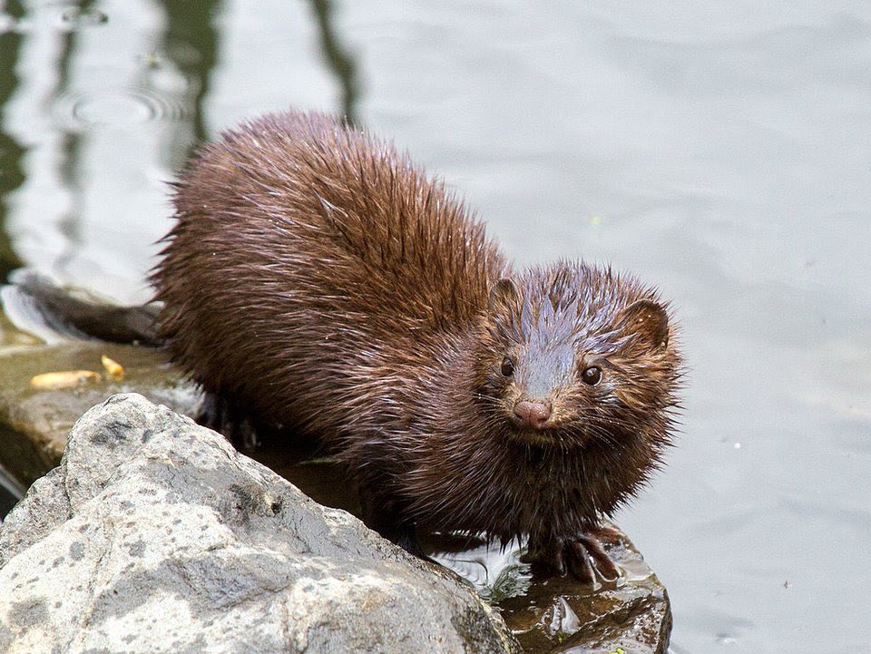 𝘴𝘦𝘢 𝘮𝘪𝘯𝘬𝘴.went extinct at the turn of the 20th century due to: exploitation. sea minks were pursued by fur traders due to it’s large size.