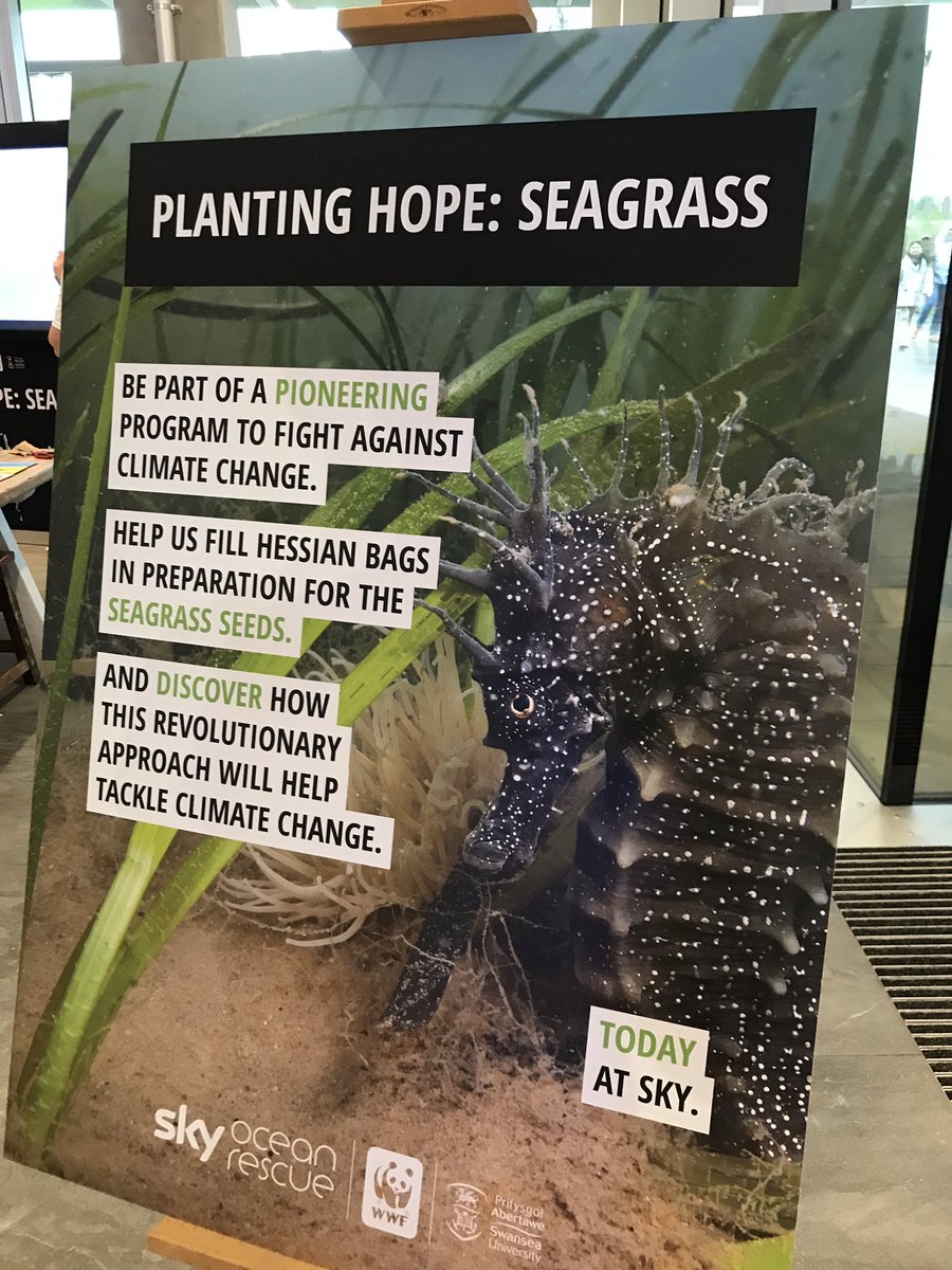 Fantastic day over at SkyHQ today. Lots of #seagrass seed bags filled brings us one step closer to our target of 20,000 bags! Thanks to everyone @SkyOceanRescue and @wwf_uk 🌱