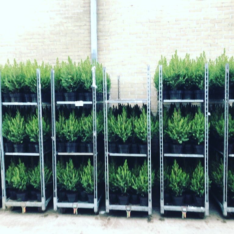 BasStoere's tweet photo. Deze 450 boompjes worden door onze vele vrijwilligers mooi aangekleed om ná de Sint in jullie huis voor licht en warmte te zorgen in donkere dagen #basboompje #vzwbas https://t.co/AOBbuC0221
